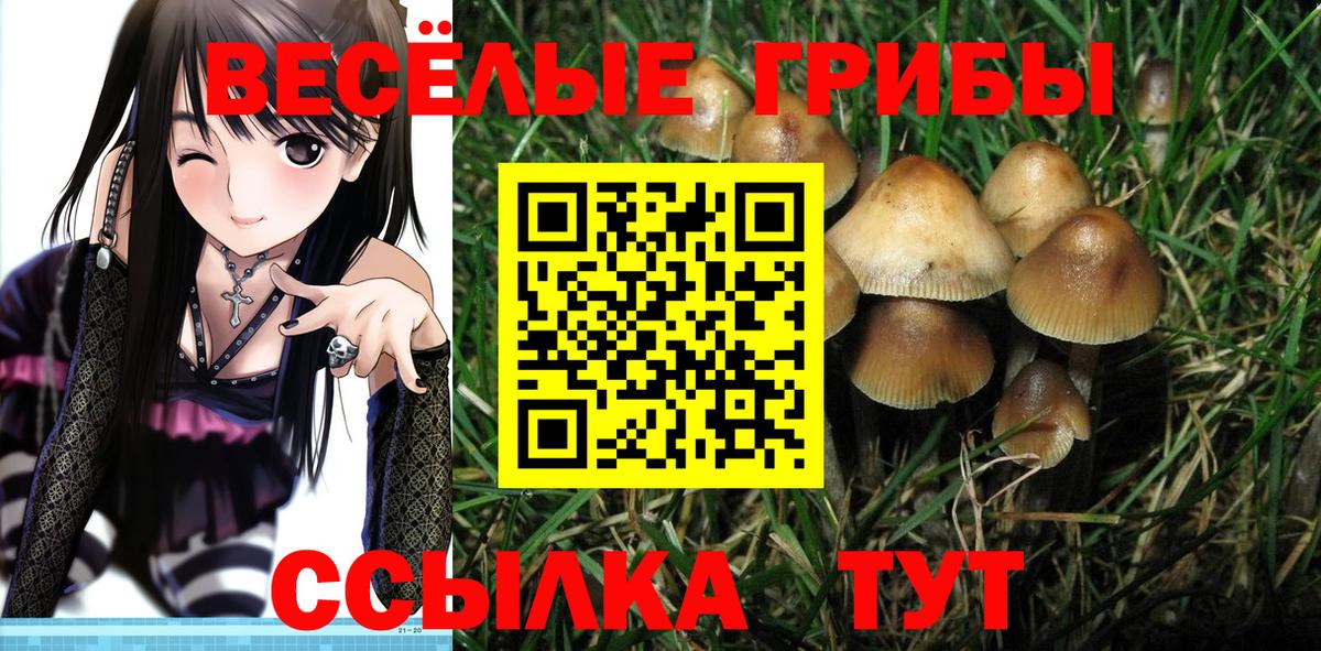 Псилоцибиновые грибы GOLDEN TEACHER  Апатиты 